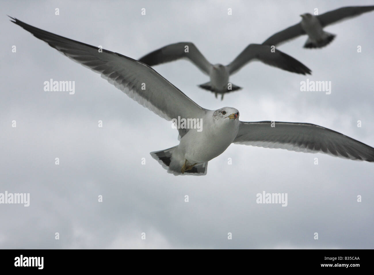 Seagulls in flight Stock Photo