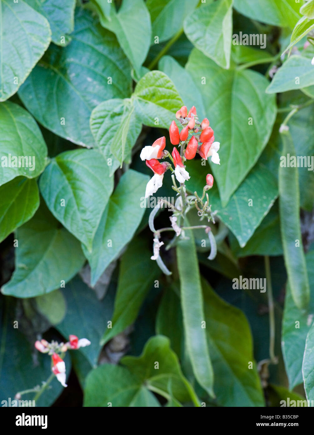 Scarlet Runner bean plant with red and white flowers growing in an English country garden Stock Photo