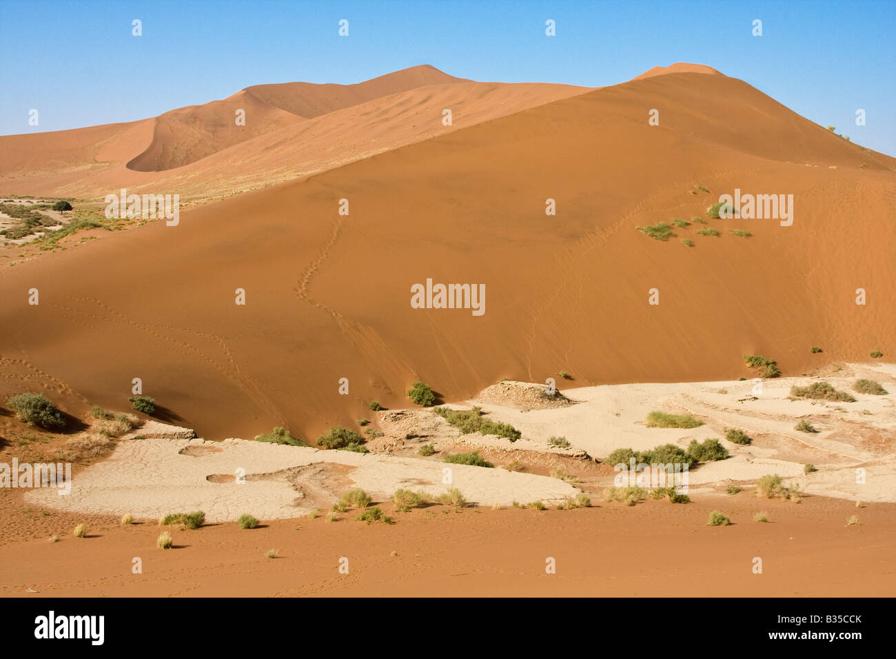 Sand dunes and scrub bushes of Namib Naukluft Park at Sossusvlei in Namibia Africa Stock Photo