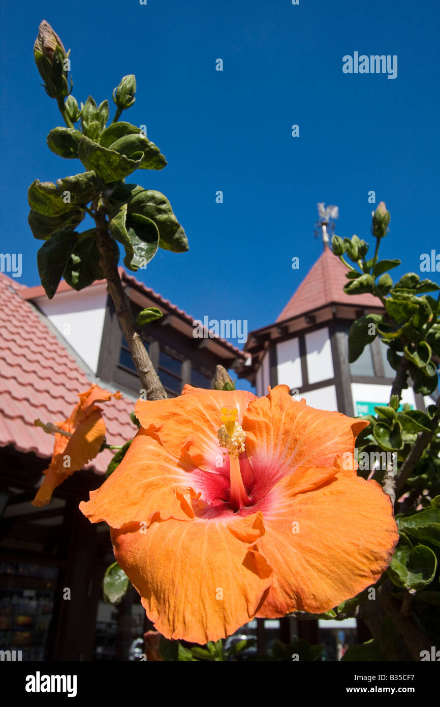 Hibiscus flowers [Hibiscus rosa sinensis] in Swakopmund popular tourist town on central Namibia coast Stock Photo