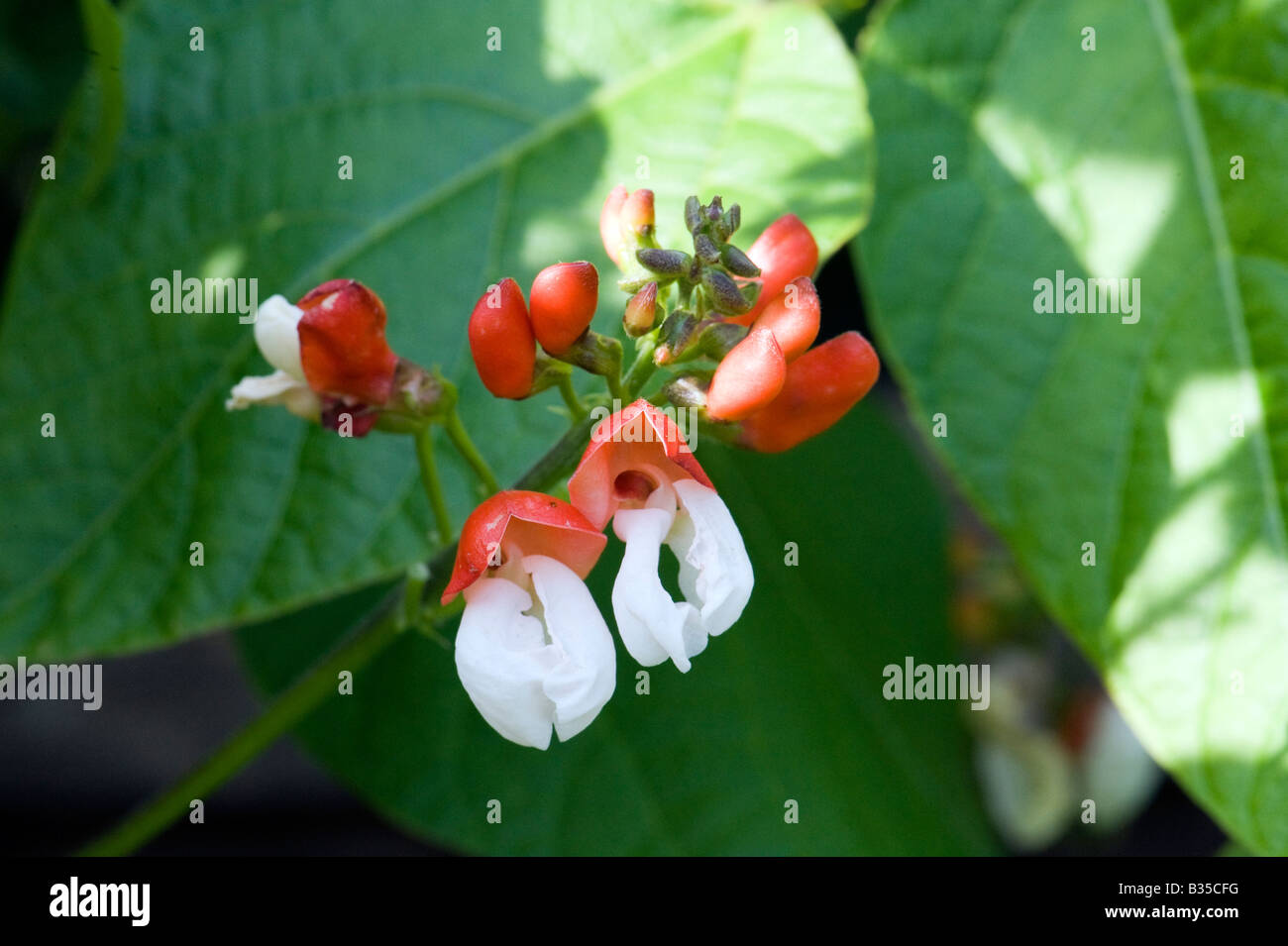 Scarlet Runner bean plant with red and white flowers ...