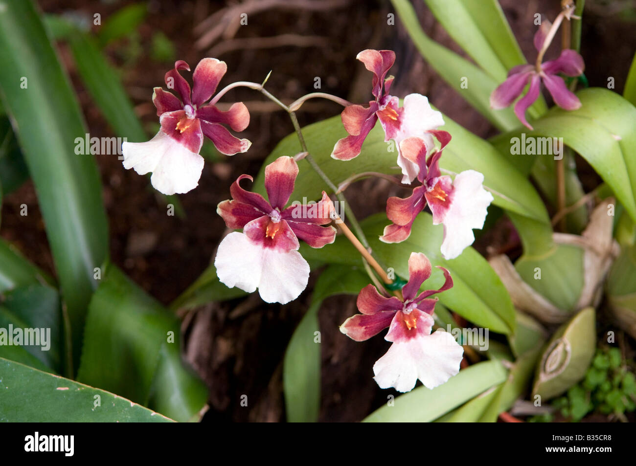 Miltonia Orchid - the pansy orchids Stock Photo