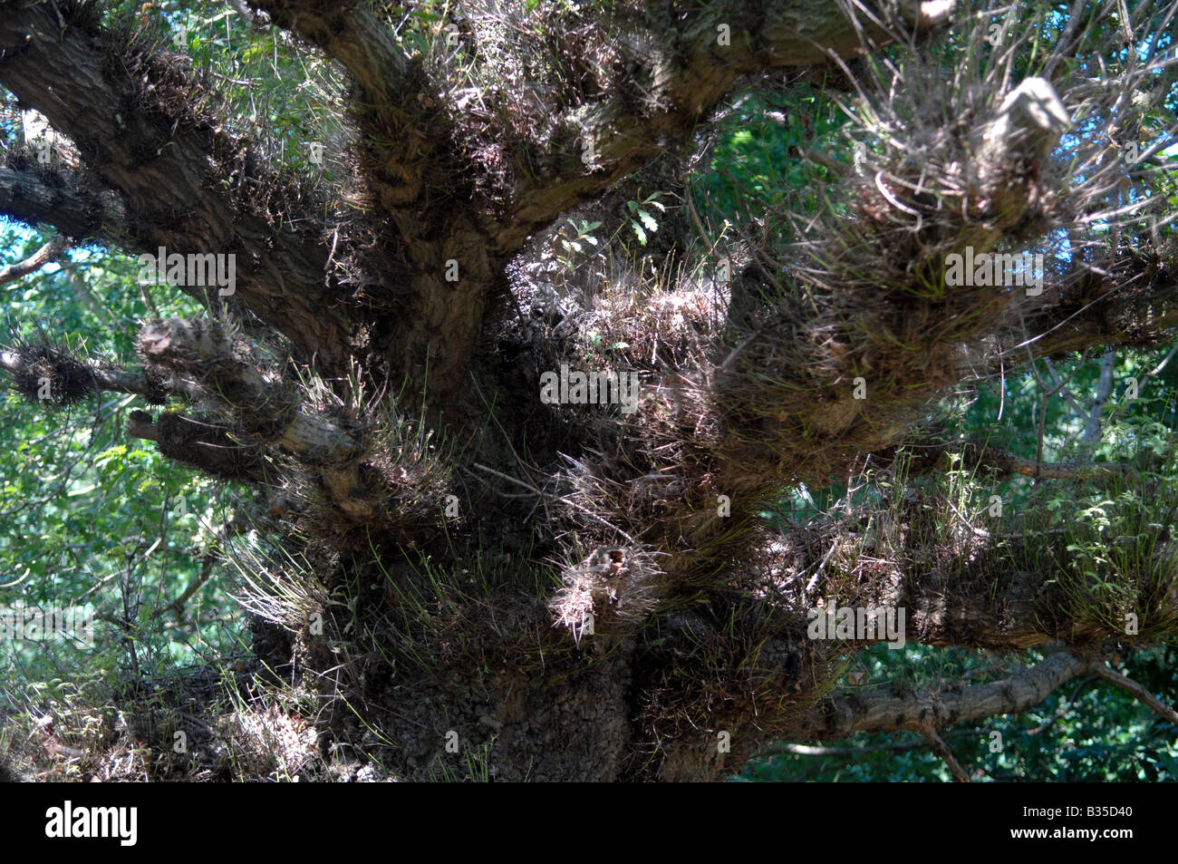 Gnarled Old Tree High Resolution Stock Photography and Images - Alamy