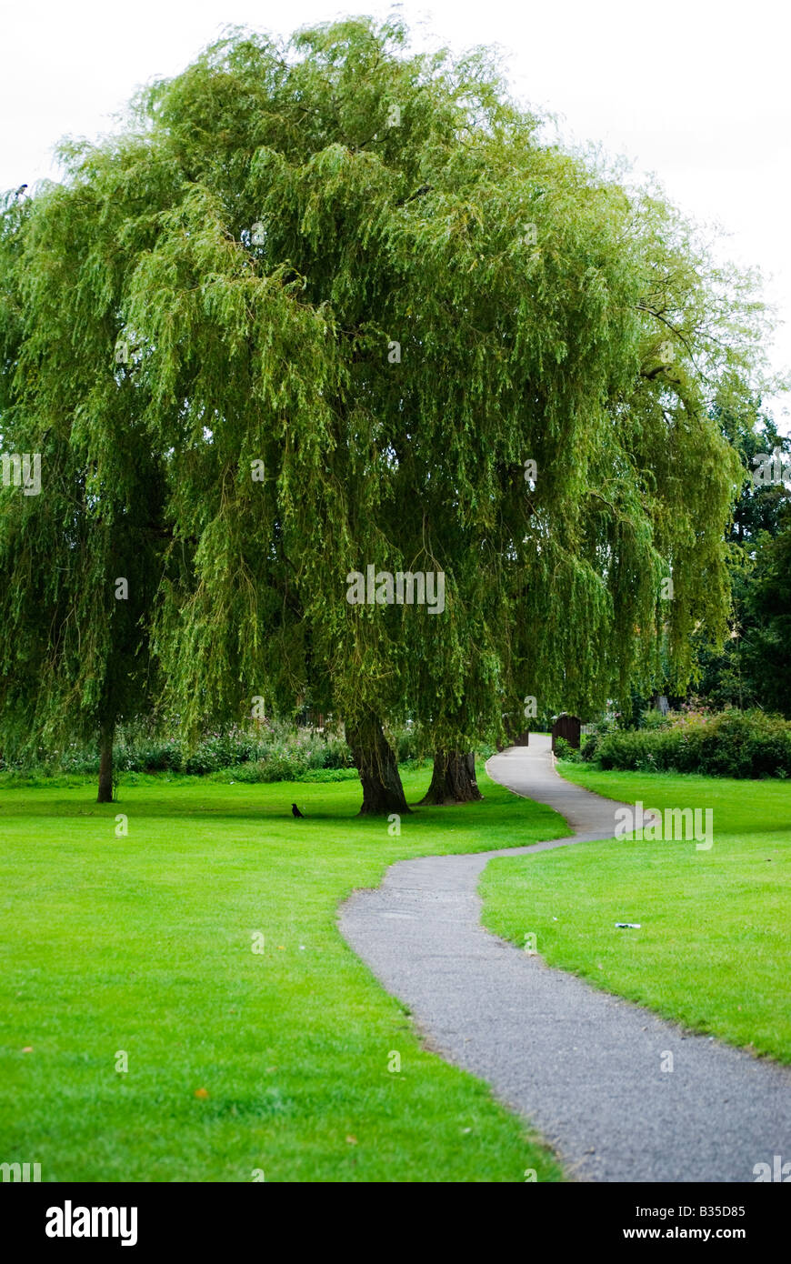 mature willow trees Mature willow trees