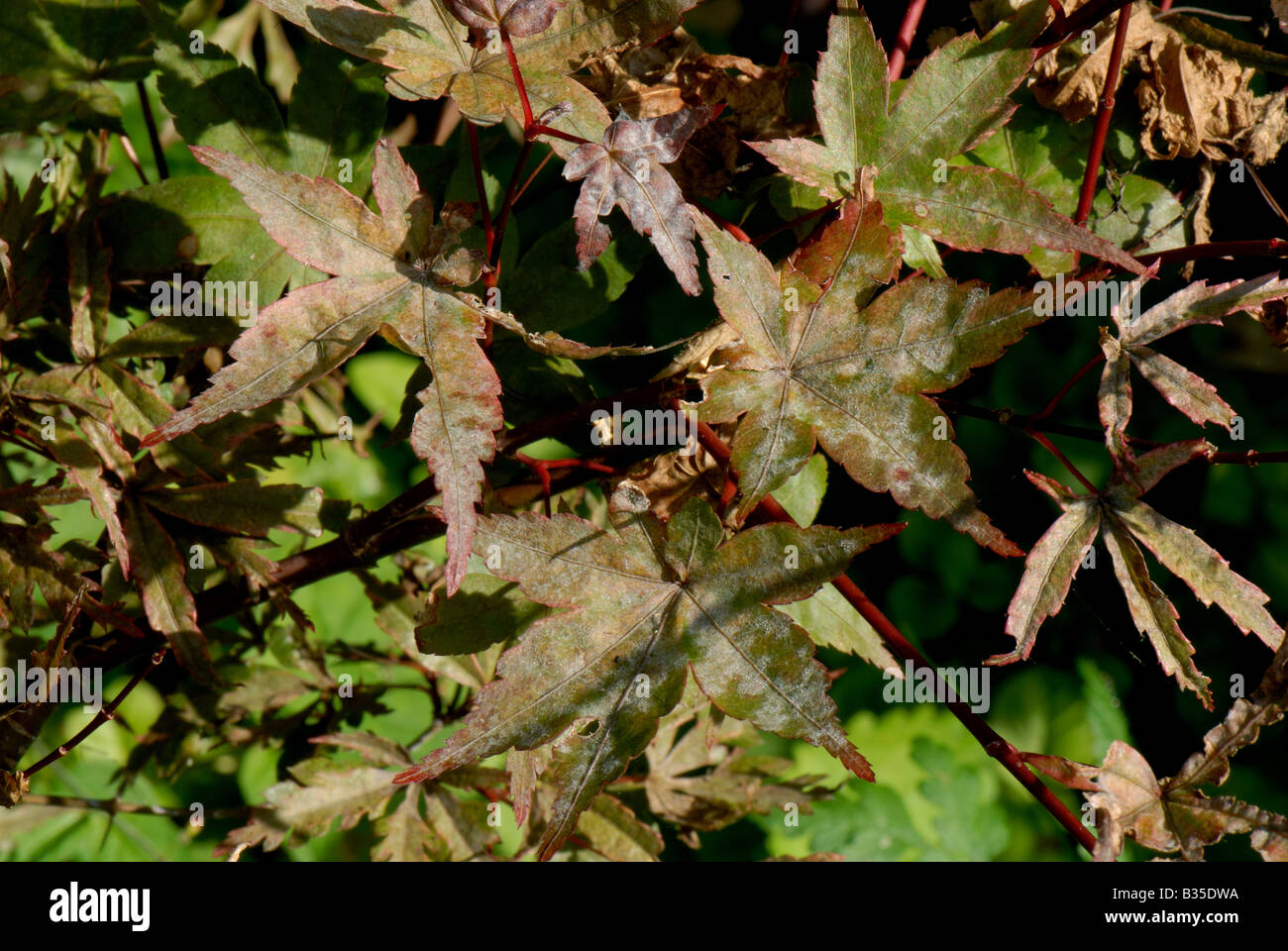 Powdery mildew on the leaves of a small red leaved Japanese maple Stock