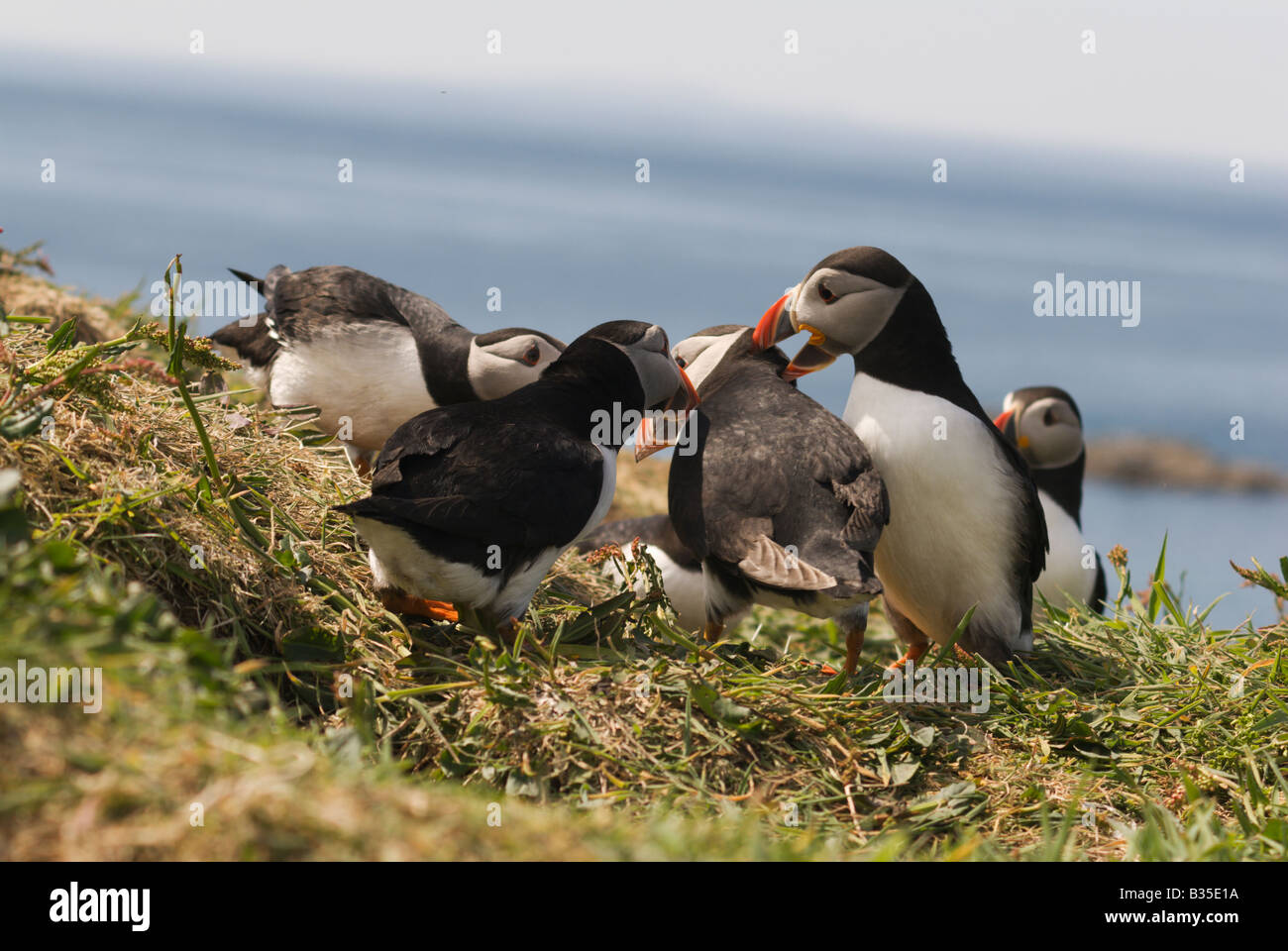 Atlantic puffins together mating nesting bird sea coast Islay Scotland Stock Photo