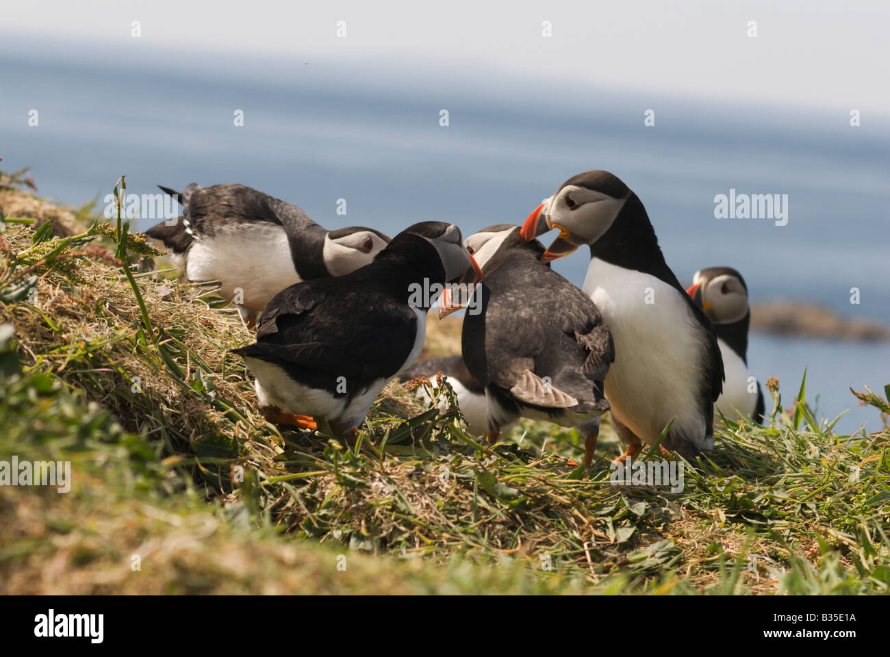 atlantic-puffins-together-mating-nesting-bird-sea-coast-islay-scotland