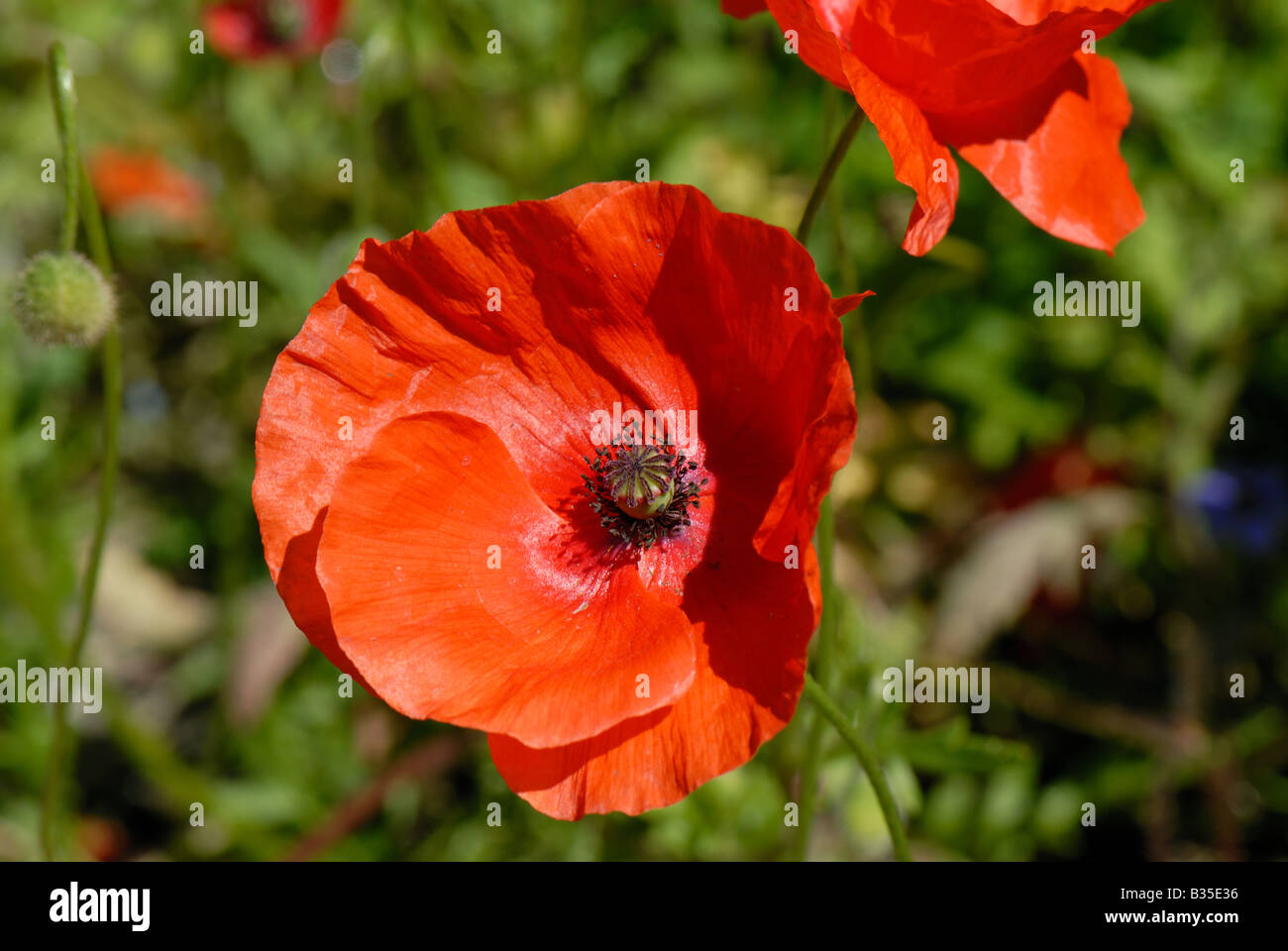 Long headed poppy Papaver dubium flower Stock Photo