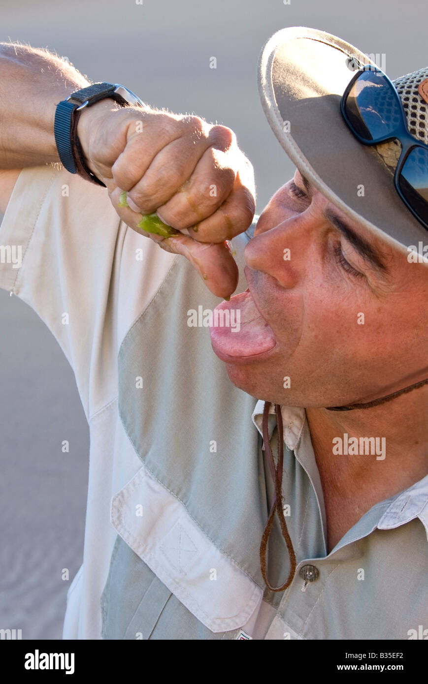 Desert guide Tommy shows how to get water from leaves of dollar bush to