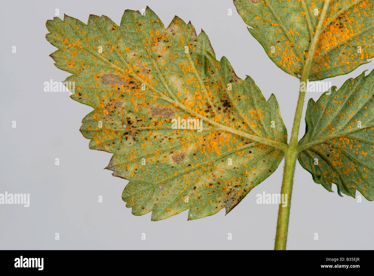 Raspberry rust Phragmidium rubi idaei on raspberry leaf underside Stock Photo