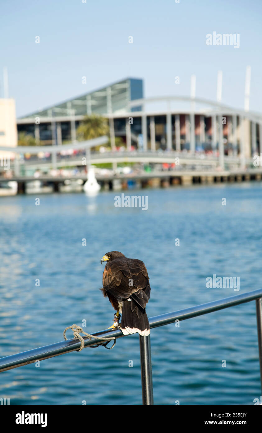 SPAIN Barcelona Hawk tethered to railing overlooking Maremagnum shopping and aquarium complex in Marina Port Vell Stock Photo