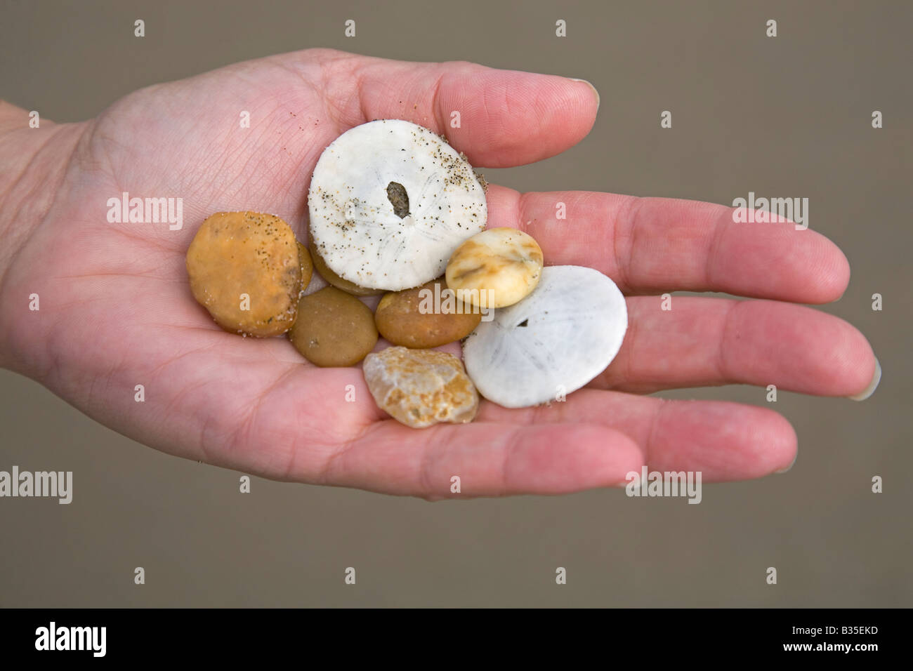 Beach agates and sea shells are treasures from the sea picked up by a beachcomber on the wide sandy beach Stock Photo