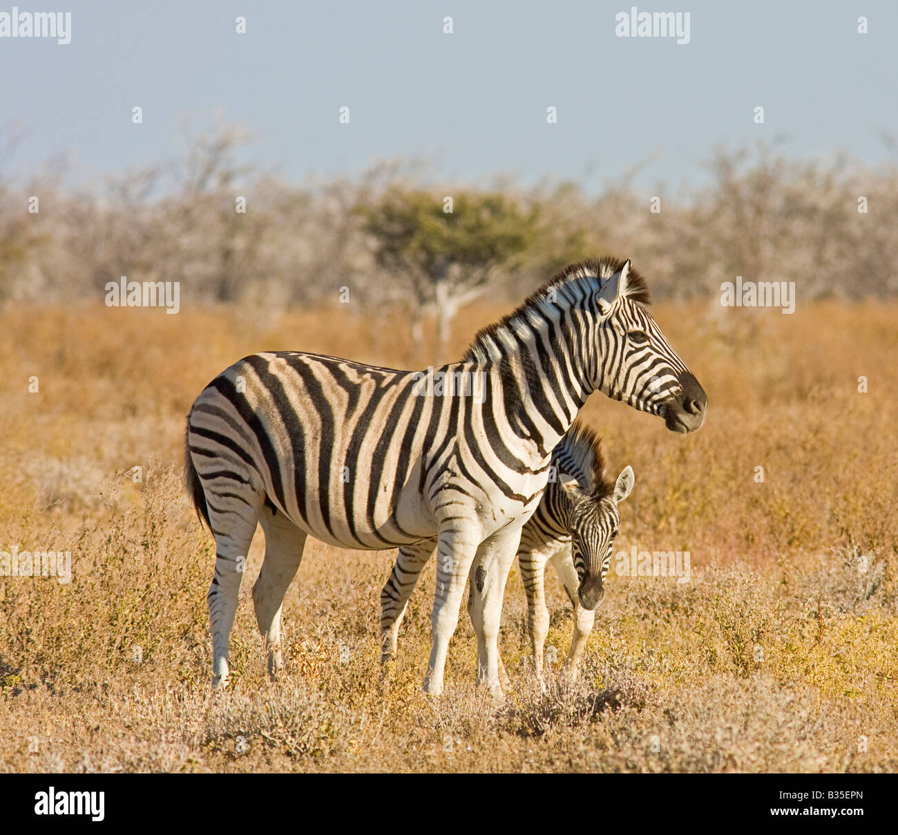 Plains zebra mare and colt [Equus burchellii] in Etosha largest game