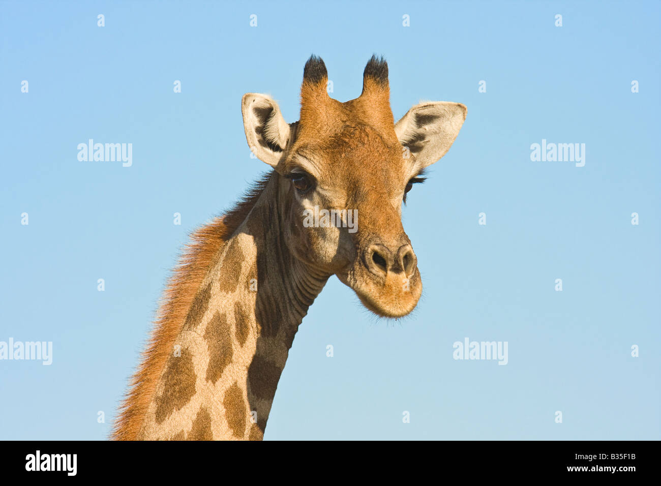 Giraffe in Etosha Namibia's largest game park Africa Stock Photo