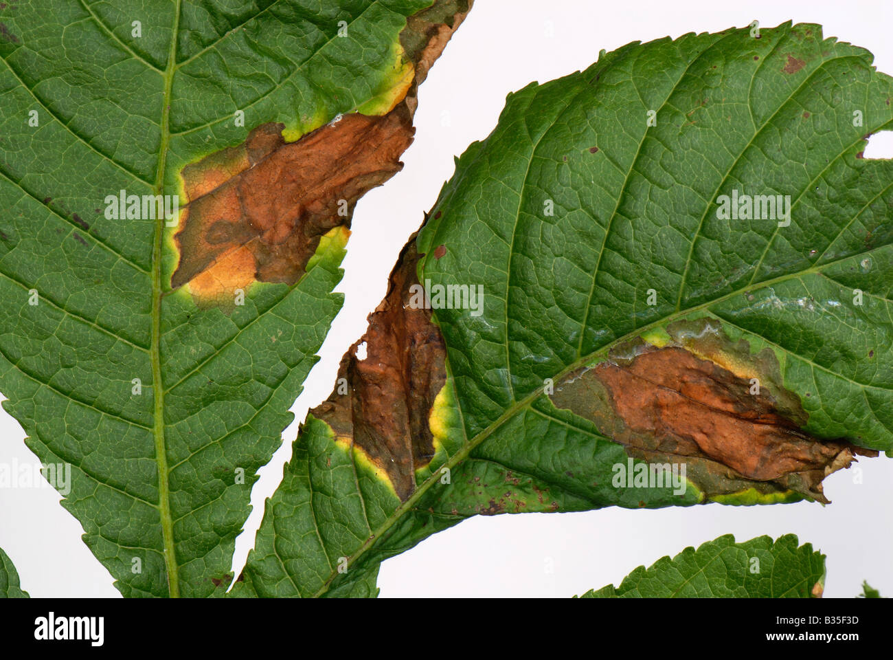 Horse chestnut leaf blotch Guignardia aesculi spots on a horse chestnut leaf Stock Photo