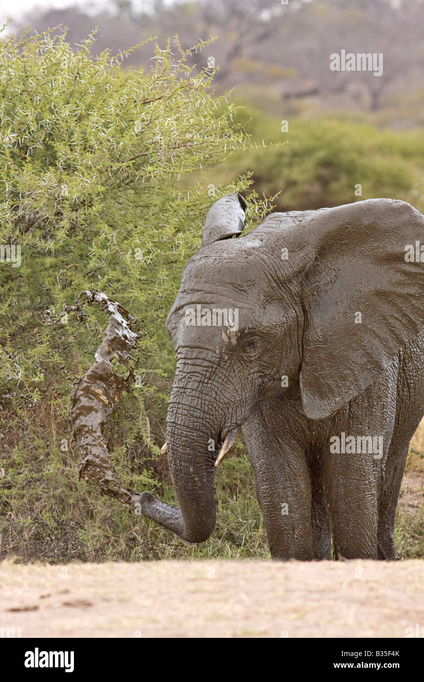 Elephant enjoys spraying himself with water at waterhole at Camp Jabulani a safari game park near Hoedspruit South Africa Stock Photo