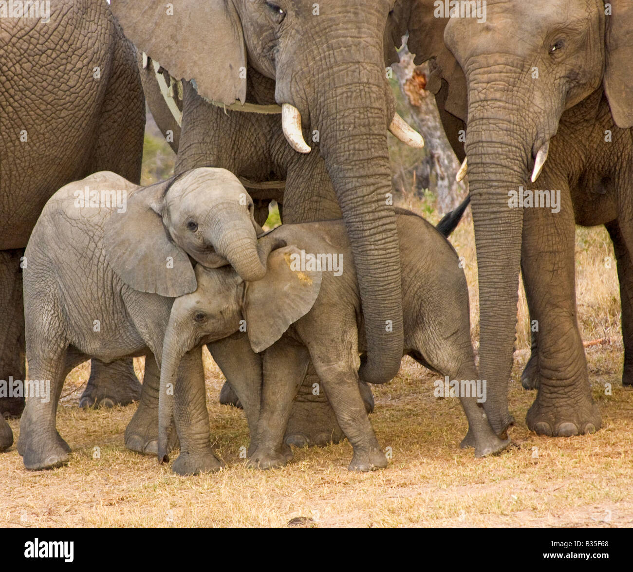 Baby elephants play at Camp Jabulani upscale safari game park near