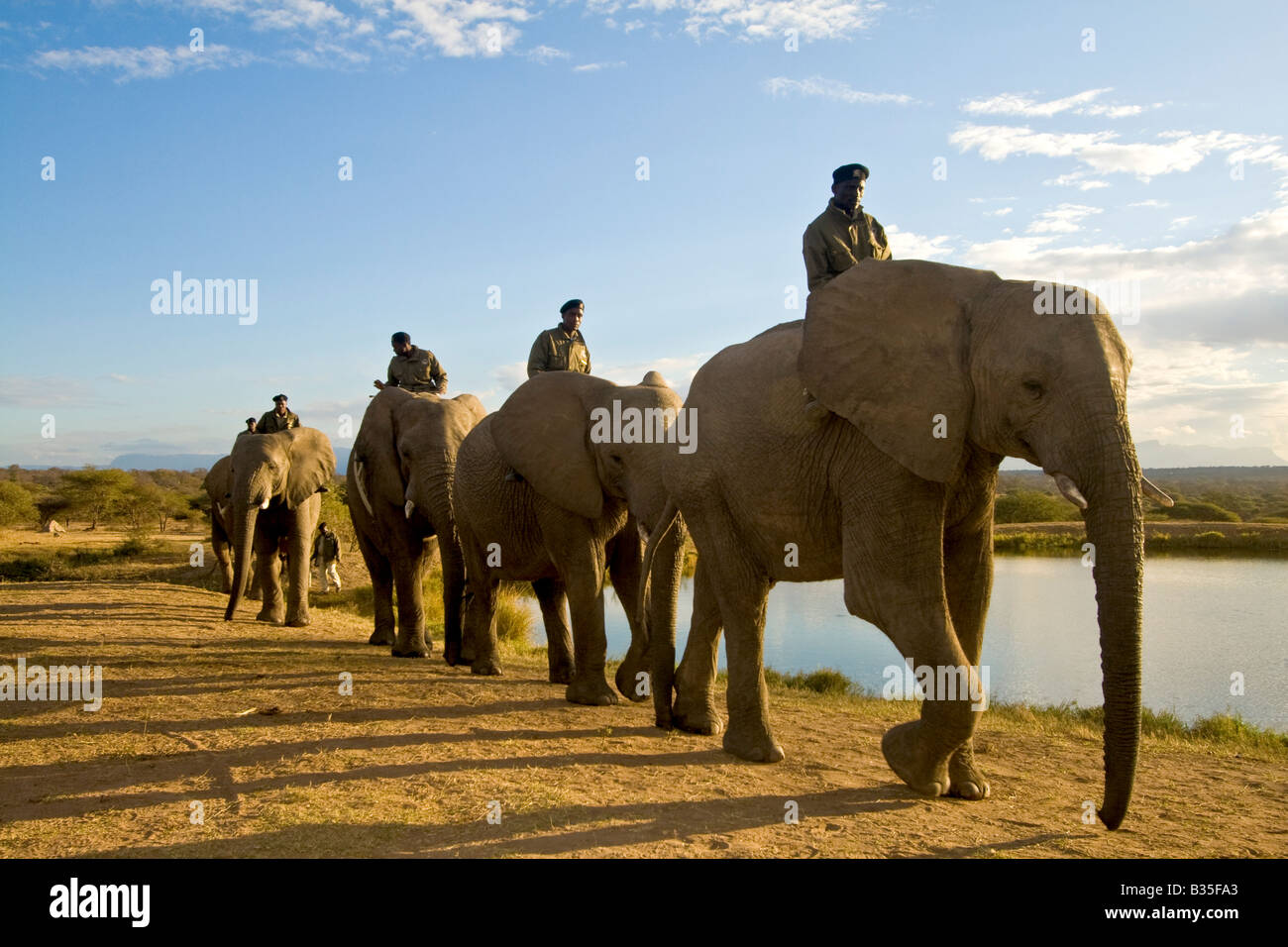 Elephant safari ride at Camp Jabulani upscale safari game park near ...