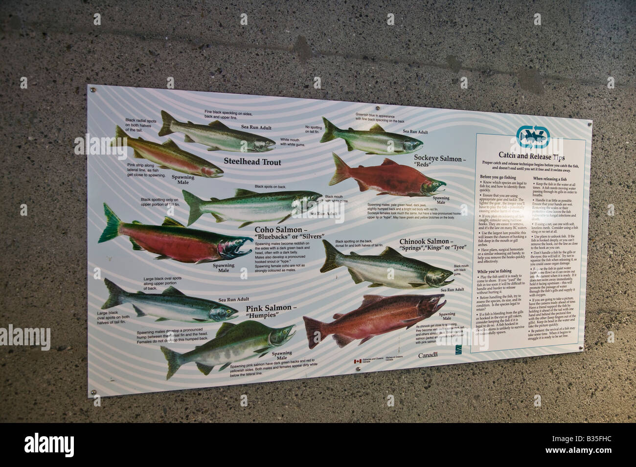 Vancouver capilano salmon hatchery hires stock photography and images