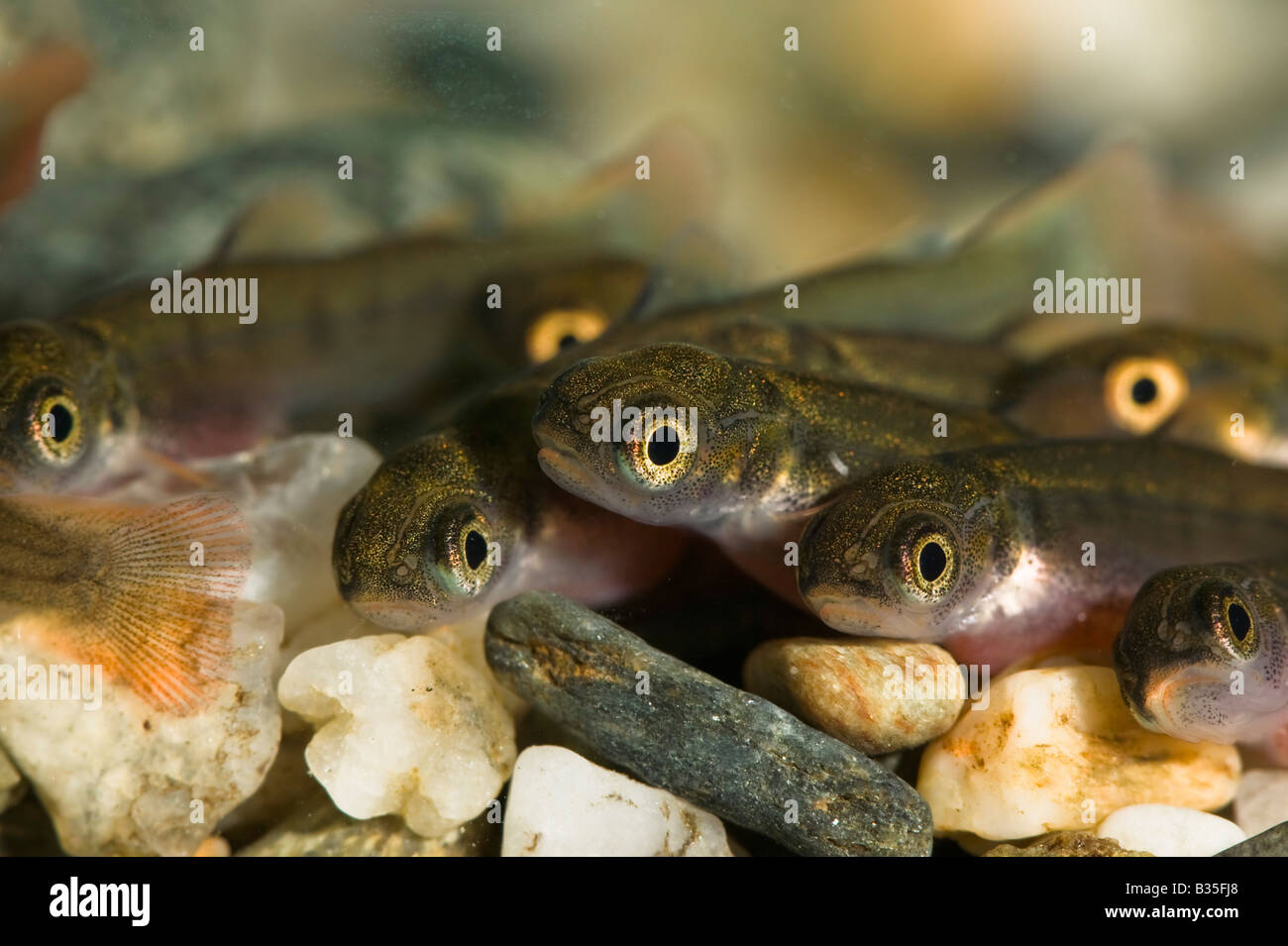 Alevin coho salmon Stock Photo Alamy