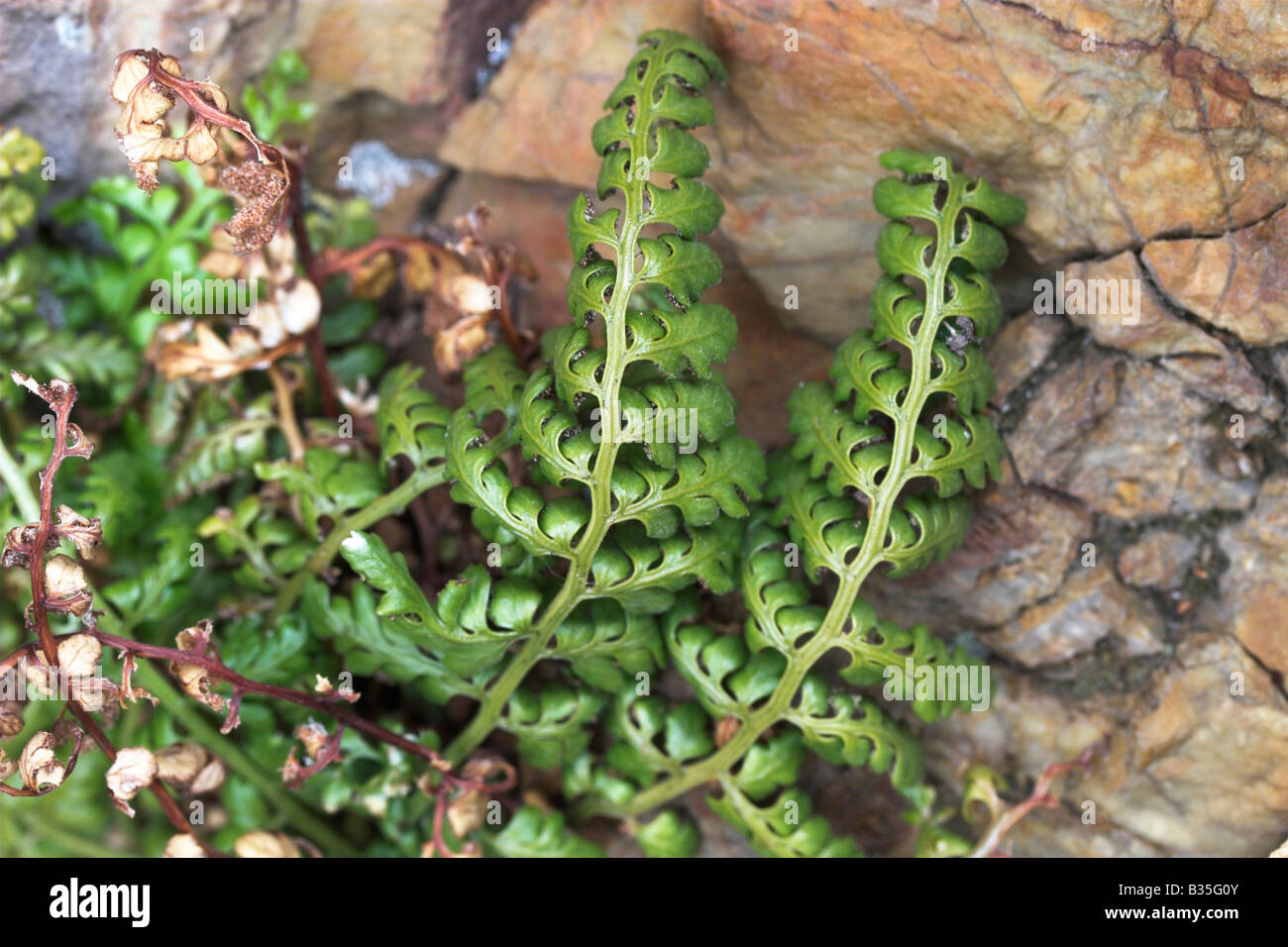 Detail of frond of Alpine Woodsia fern Woodsia alpina Stock Photo