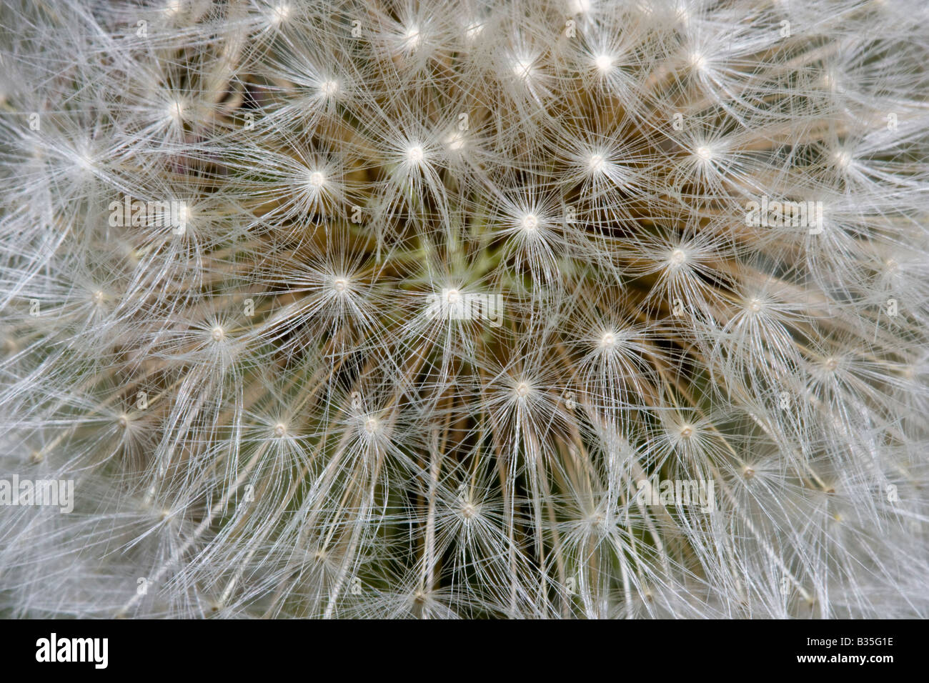 Common Dandelion (Taraxacum officinale), macro close up of the furry achenes, seed heads forming abstract patten. Stock Photo