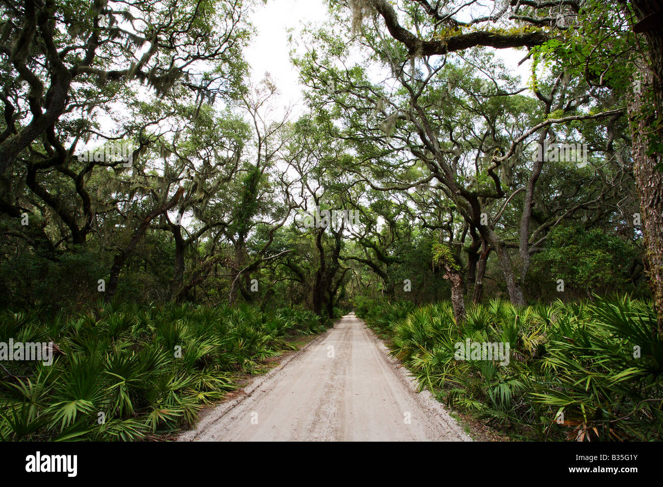 Live oak trees and palms line the main road on Cumberland Island ...