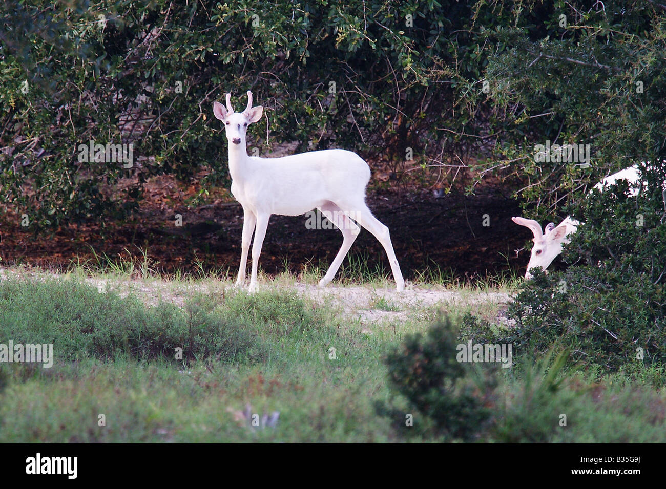 Pure white deer buck grazing on Cumberland Island These deer