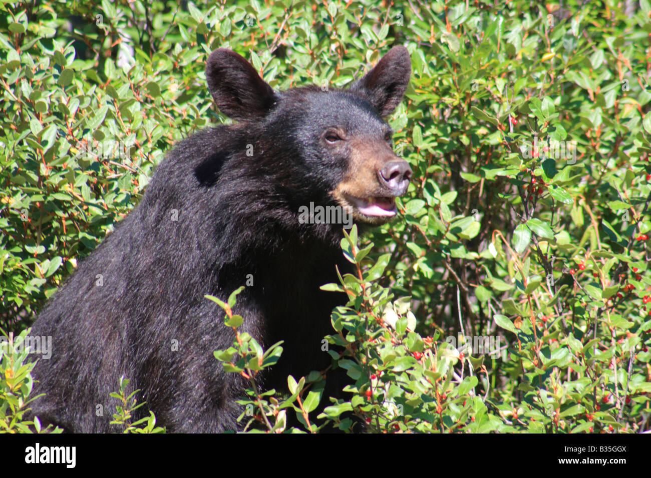 Black bear (Ursus americanus) in Banff National Park, Alberta Stock Photo