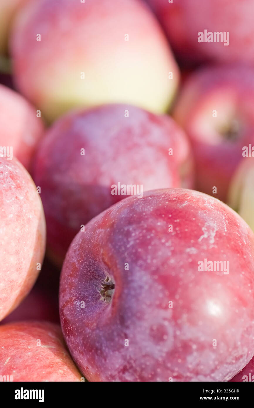 Bunch of red apples Stock Photo Alamy