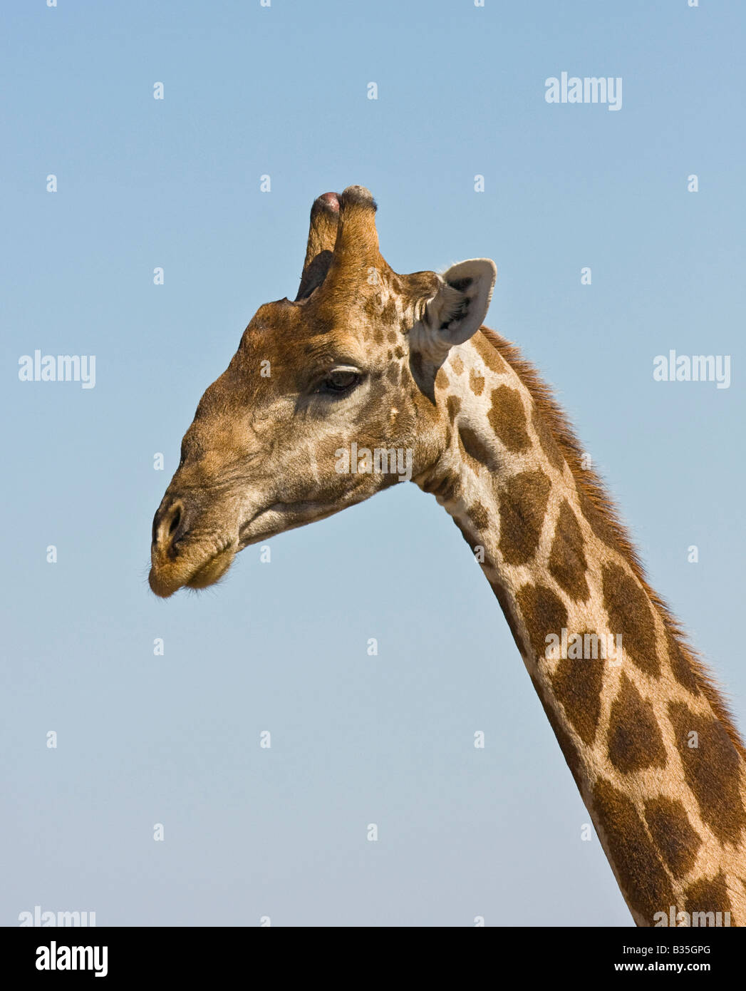 Giraffe in Etosha Namibia's largest game park in Africa Stock Photo