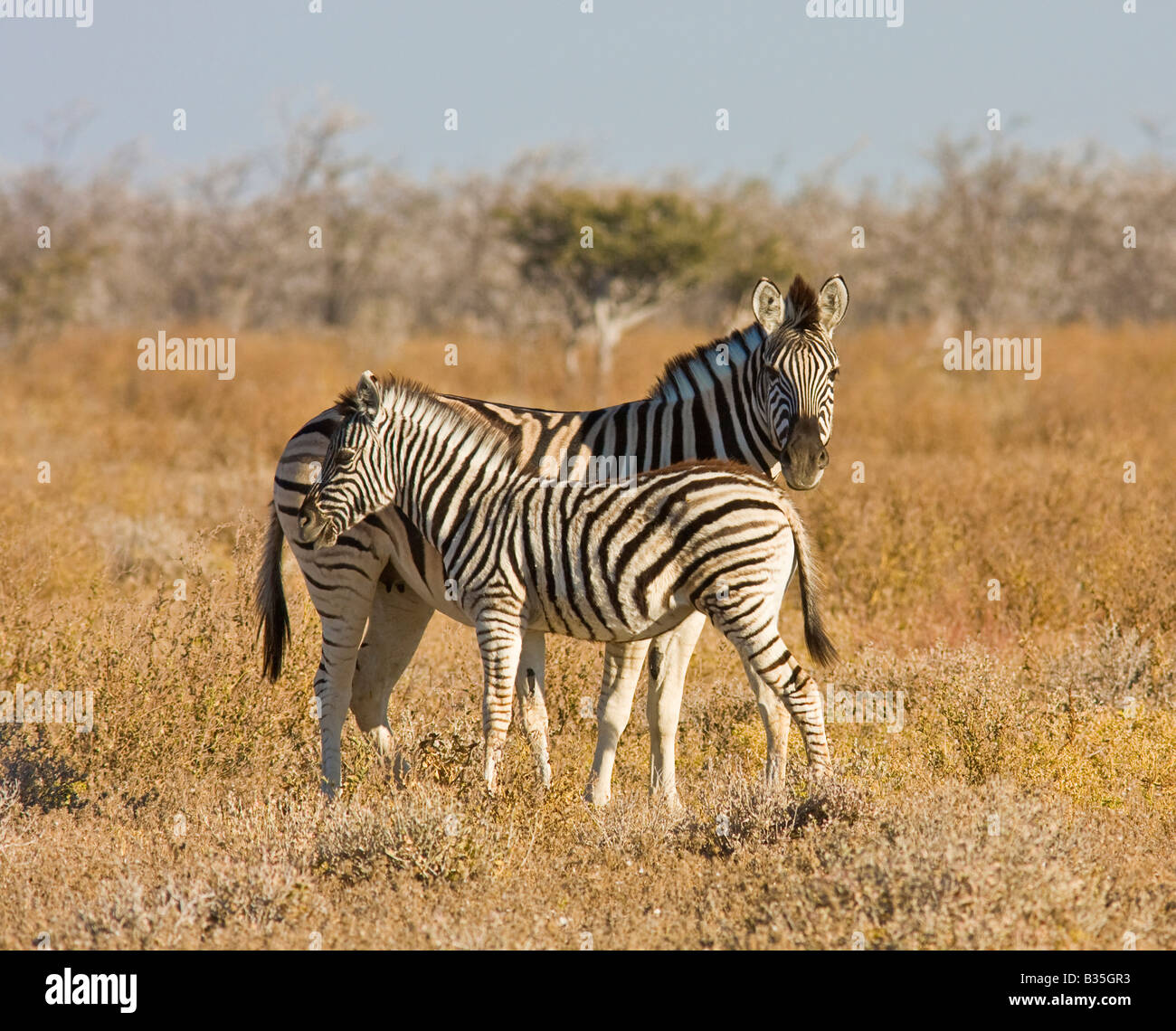 Plains zebra mare and colt [Equus burchellii] in Etosha largest game