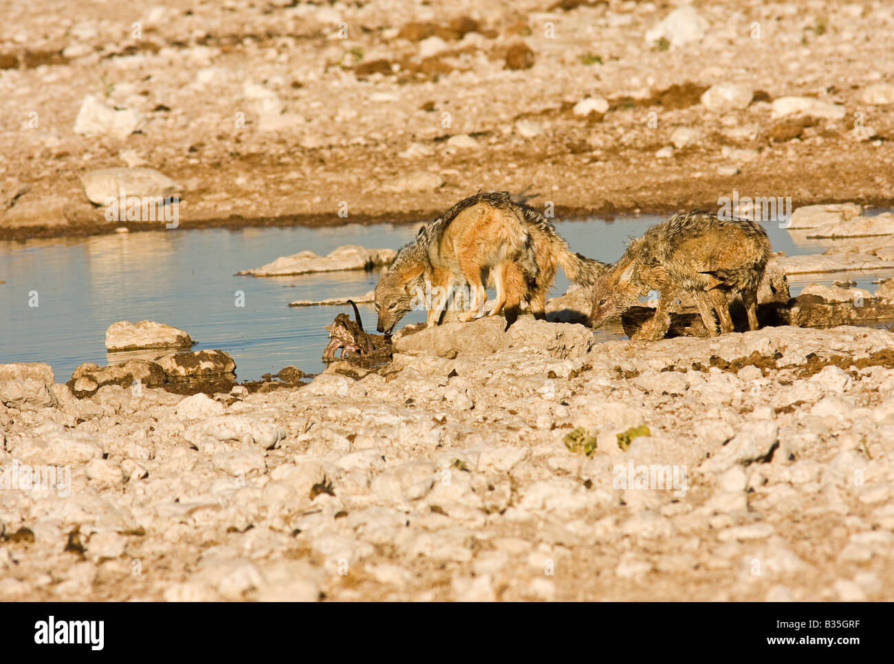 Black backed jackal [Canis mesomelas] feeds on the remains of a female springbok at Gemsbokvlakte waterhole in Etosha in Namibia Stock Photo