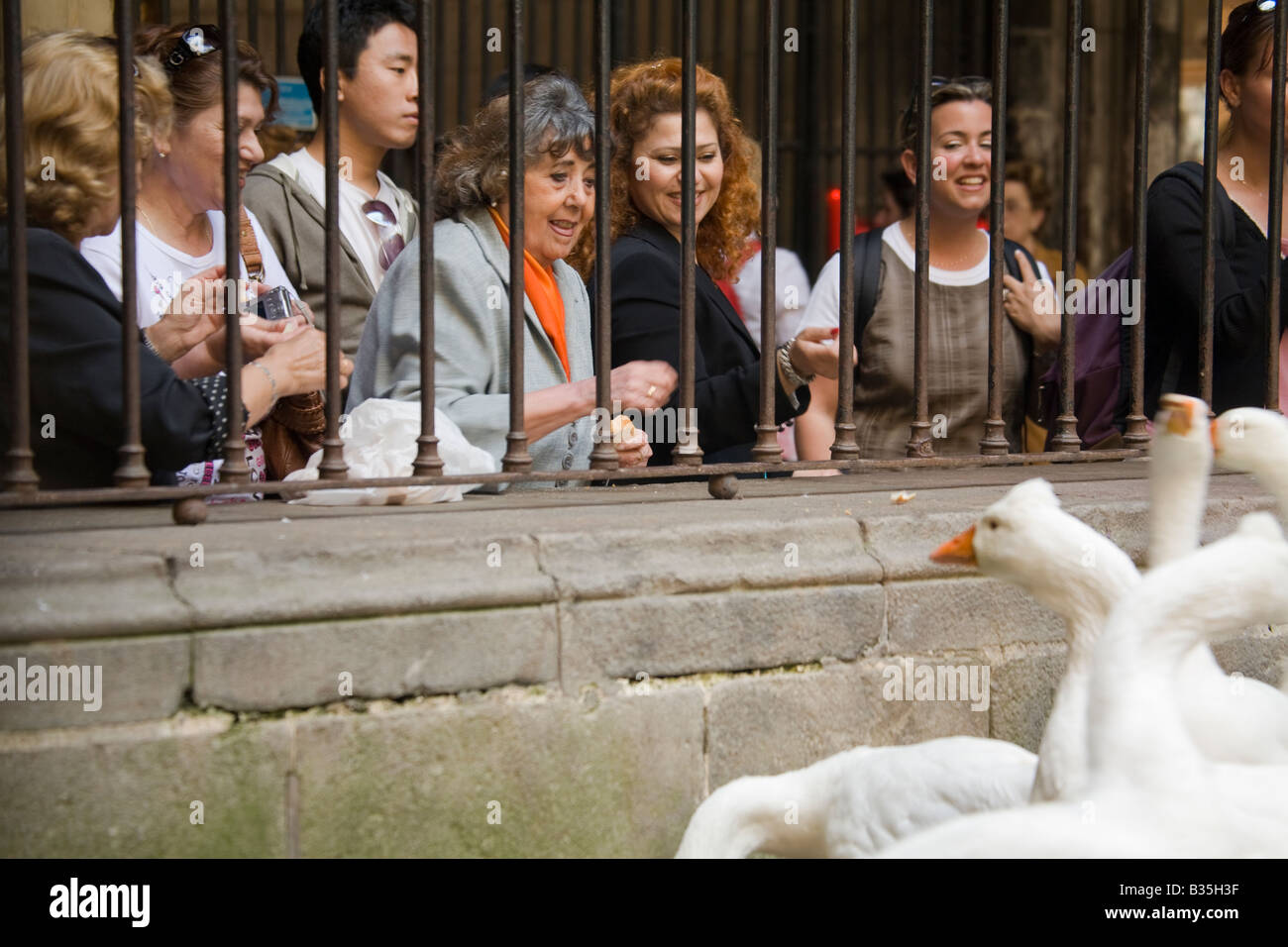 SPAIN Barcelona White resident geese used as alarm system in cloister of Cathedral of Barcelona visitors behind metal fence Stock Photo
