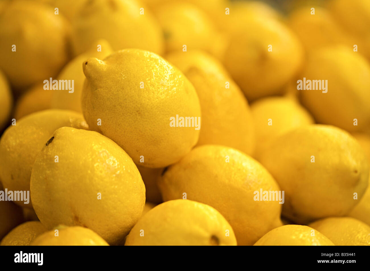 Lemons, citrus x limon fruits Stock Photo