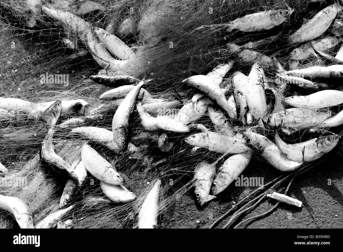 Fish caught in net Black and White Stock Photos & Images - Alamy