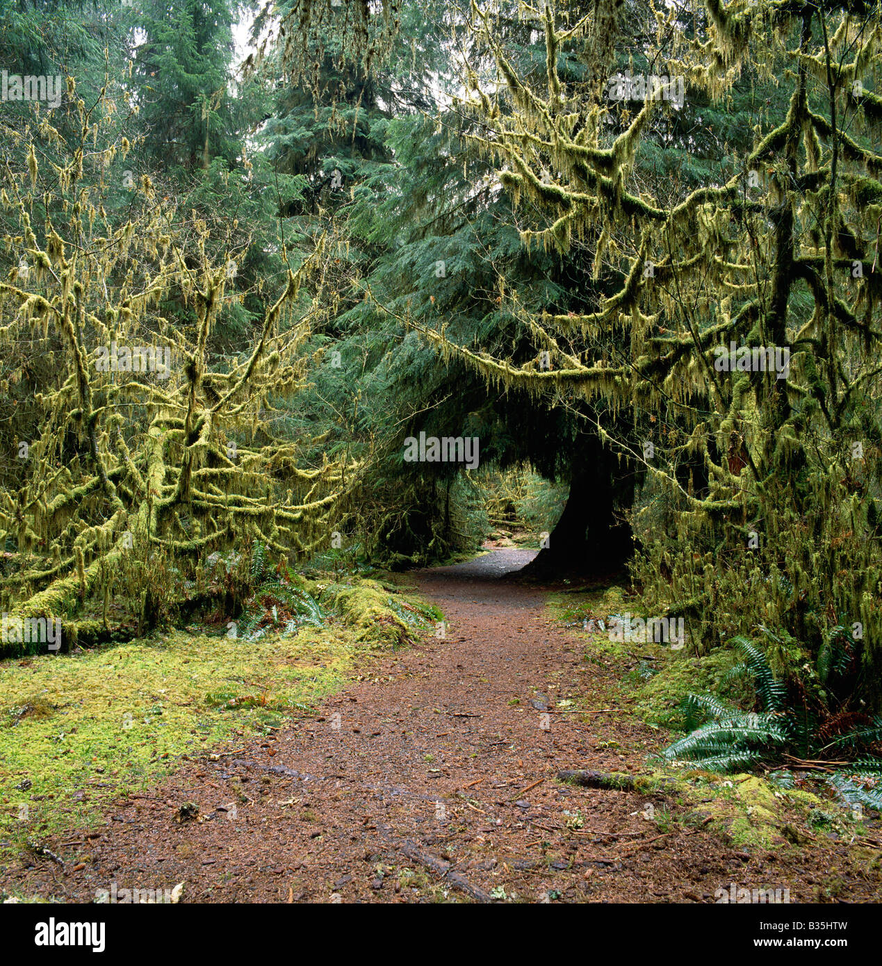 HIKING PATH IN THE HOH RAIN FOREST, A TEMPERATE RAIN FOREST (AVG 145'/YR), OLYMPIC NATIONAL FOREST, WASHINGTON, USA Stock Photo