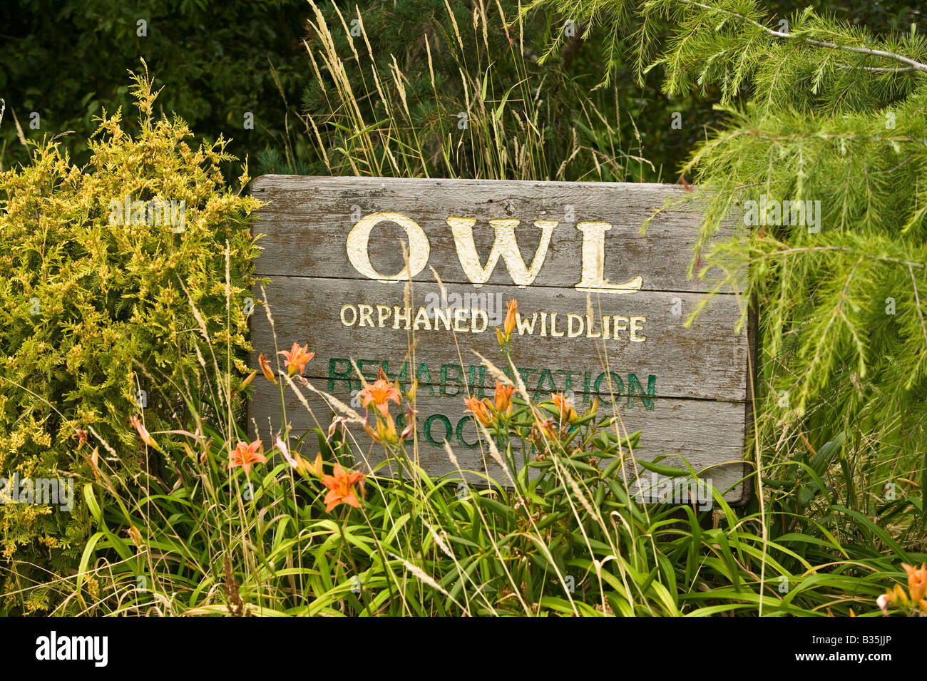 OWL Wild bird Rehabilitation Society Ladner BC Canada Stock Photo