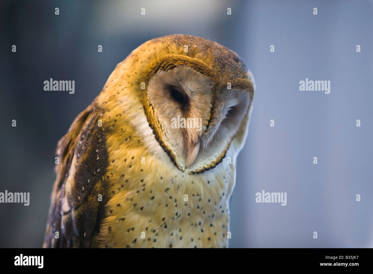 Barn owl OWL Wild bird Rehabilitation Society Ladner BC Canada Stock Photo
