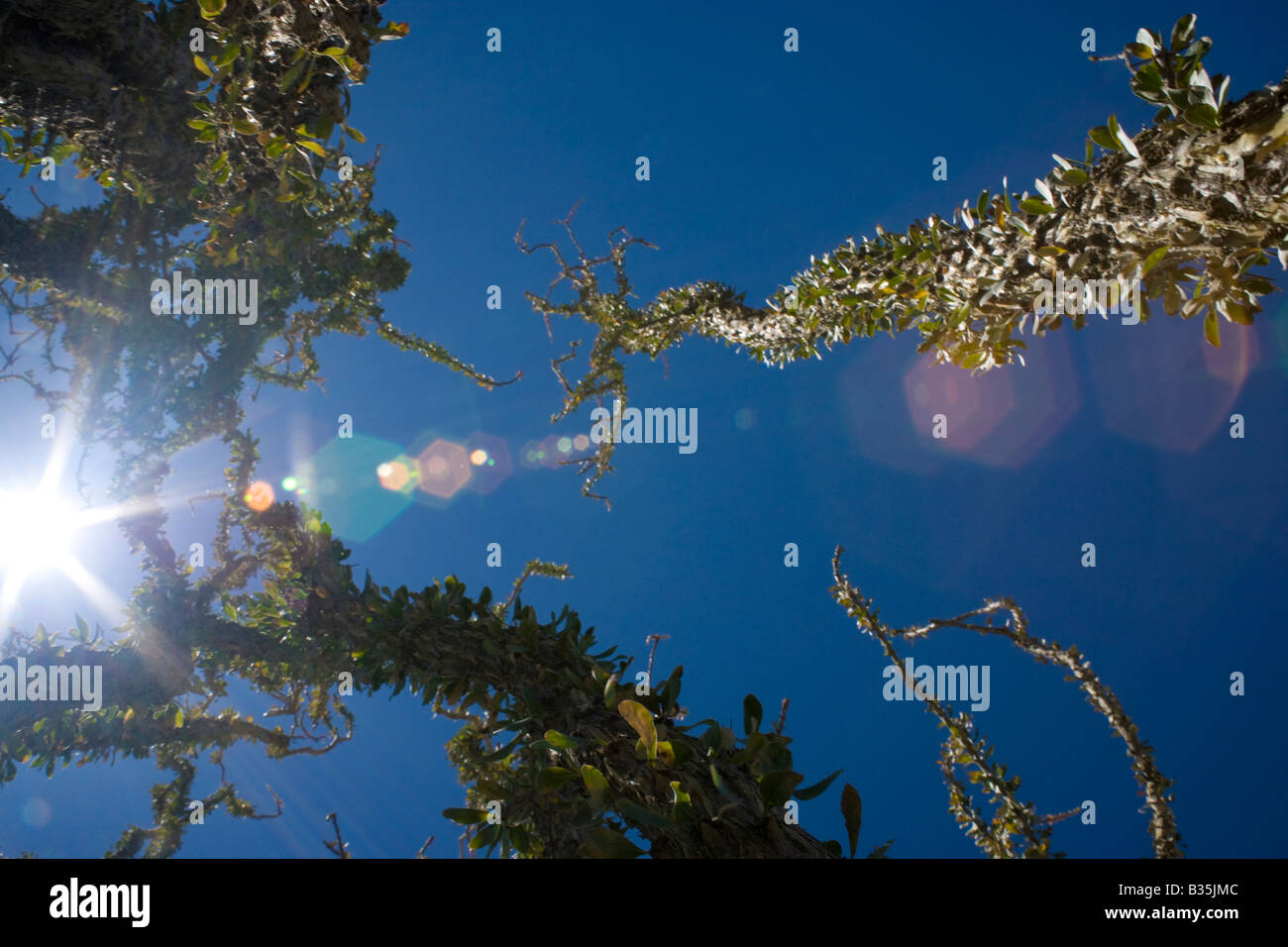 Ocotillo and blue sky including the sun and lens flare in the Anza Borrego Desert of southern California USA Stock Photo