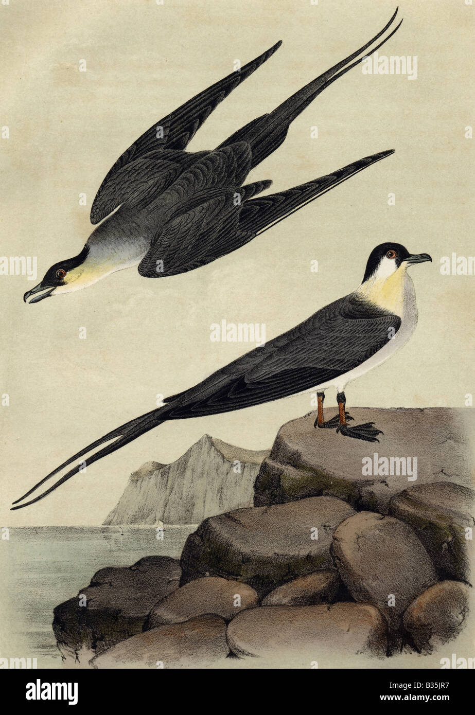 No 91, Plate 453, Arctic Jager. Drawn from Nature by J.J. Audubon F.R.S.F.L.S. Stock Photo