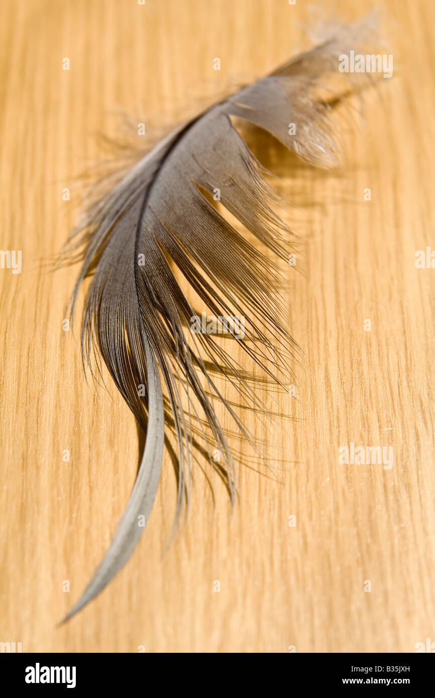 A heron's feather, UK. Stock Photo