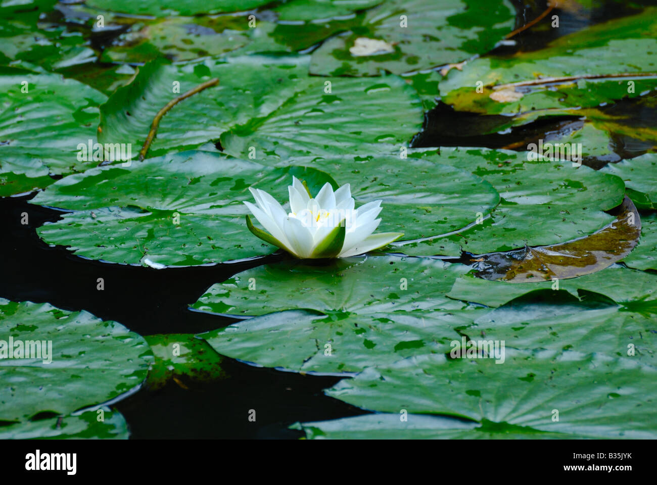 Flower in pond Stock Photo Alamy
