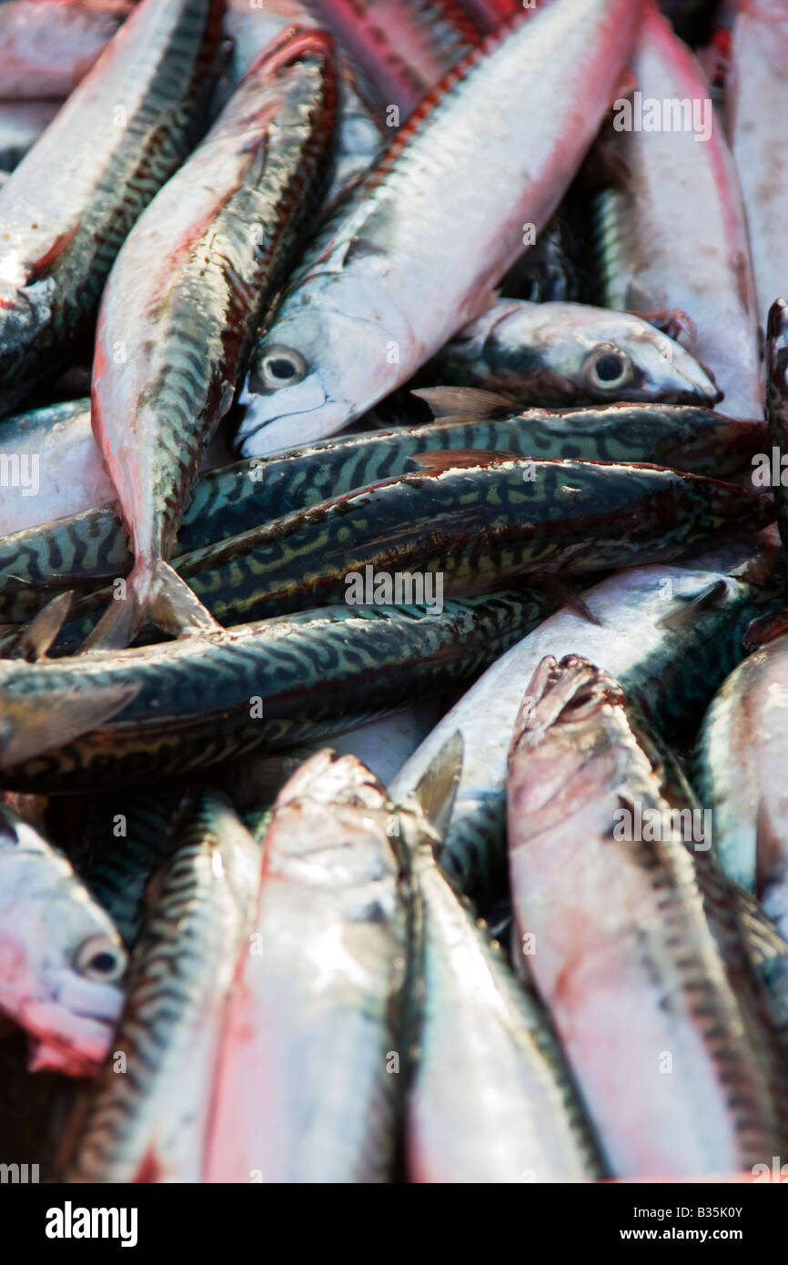 Pelagic fishes hi-res stock photography and images - Alamy