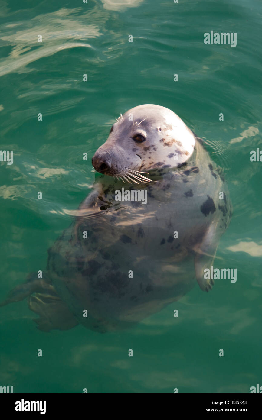 Common Seal swimming in sea water Stock Photo