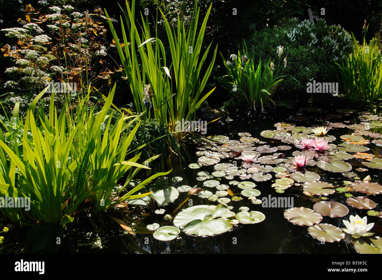 Backlit garden pond with water lilies Norfolk England July Stock Photo