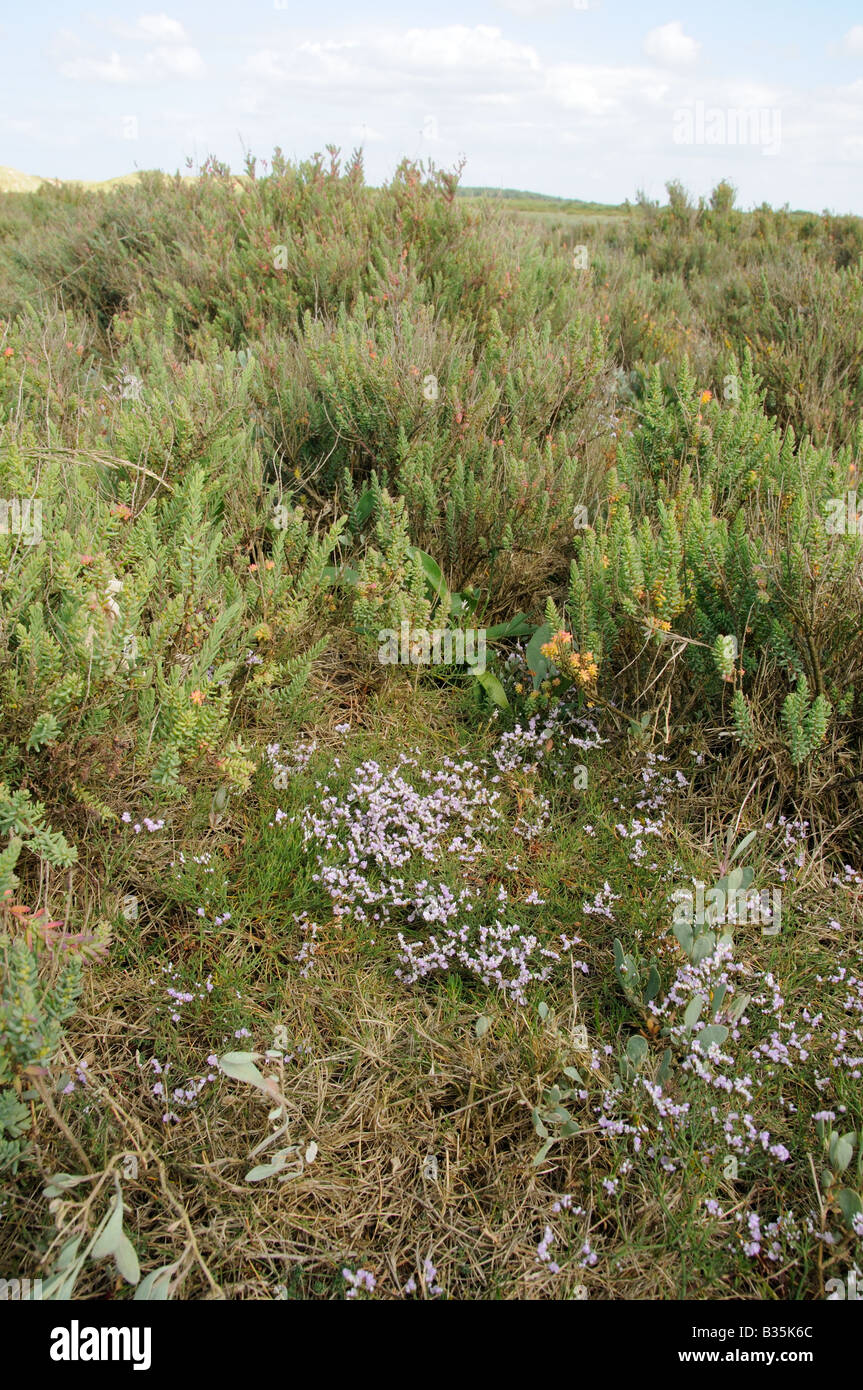 Coastal habitat showing Matted Sea Lavendar limonium bellidifolium growing amongst Suaeda fruticosa maritima Stock Photo