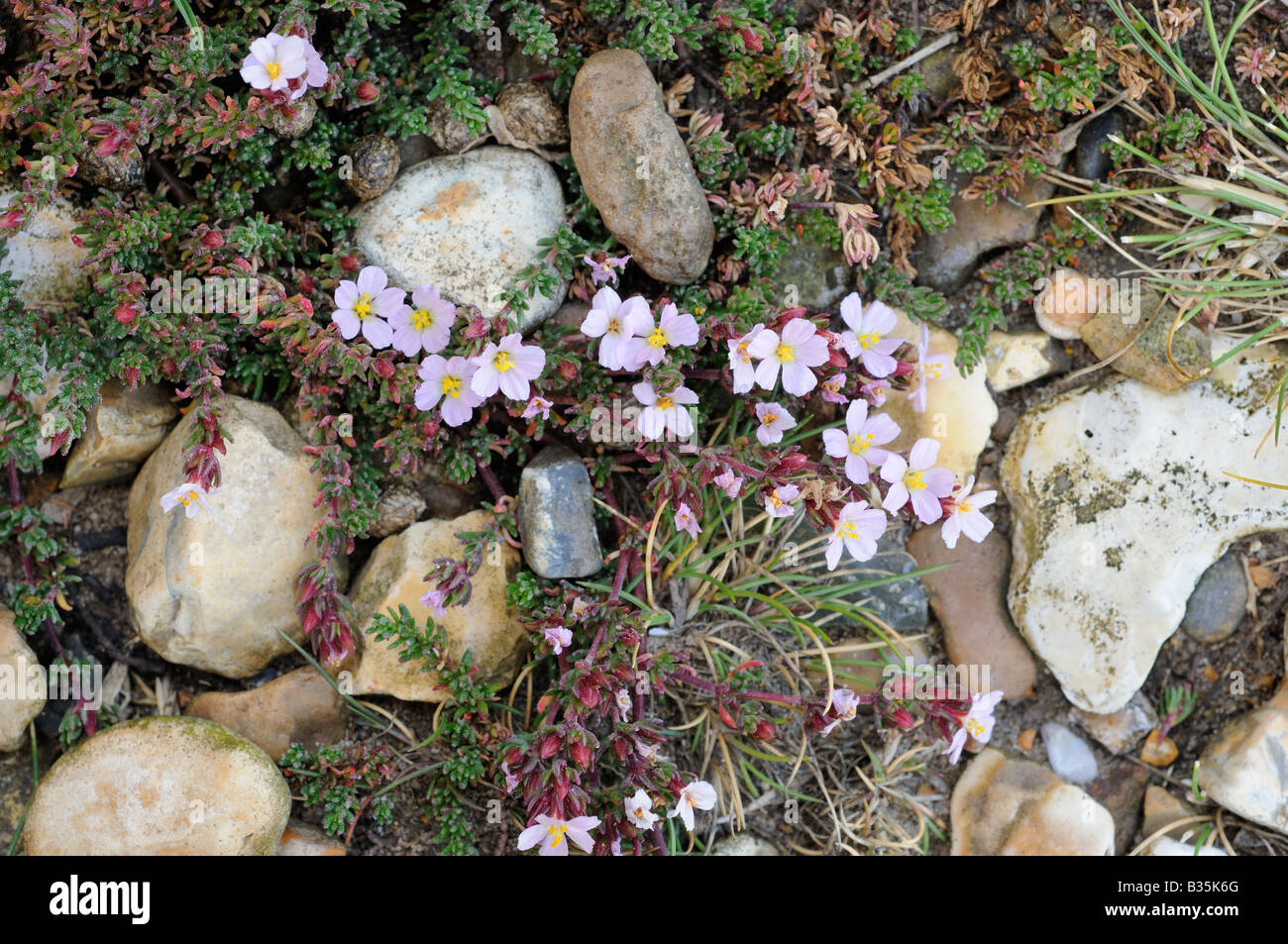 Sea Heath frankenia laevis growing on stony saltmarsh Norfolk UK July Stock Photo
