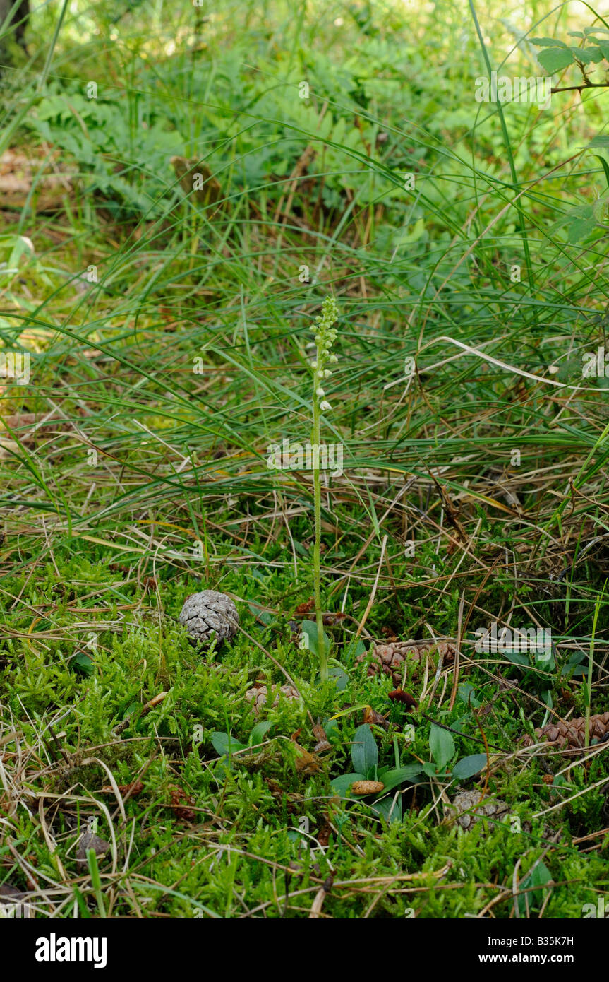 Creeping Lady s Tresses goodyera repens growing in coastal coniferous woodland Norfolk UK July Stock Photo