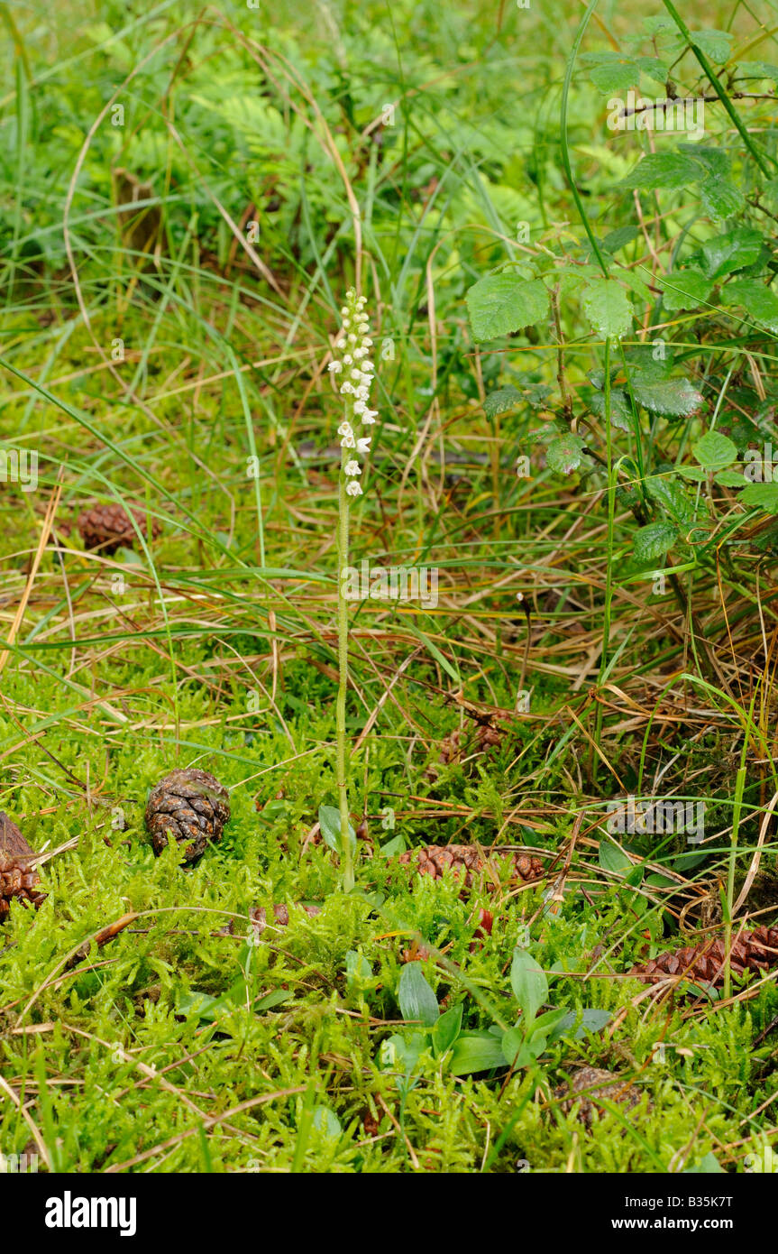 Creeping Lady s Tresses goodyera repens growing in coastal coniferous woodland Norfolk UK July Stock Photo